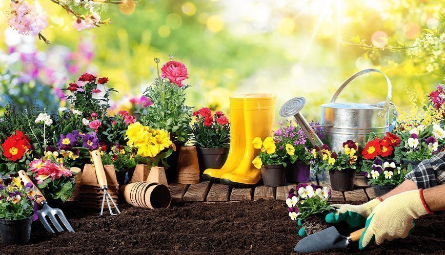 How the Gut Microbiome Affects Digestive Health and Immunity