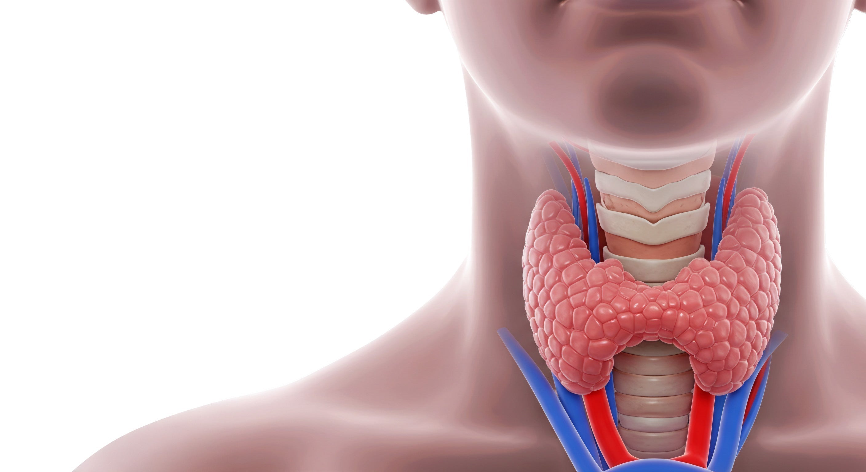 Everything You Need to Know About Dr. Tennant’s®<br>Lugol’s Iodine Plus for Thyroid and Total Wellness